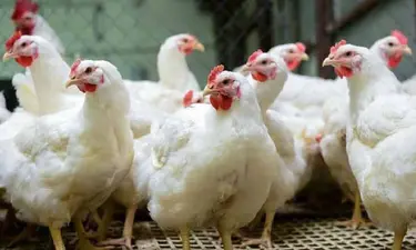 ব্রয়লার মুরগির দাম কেজি ২০০ টাকা ছাড়াল