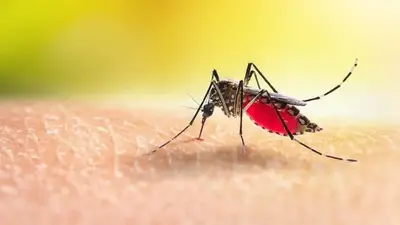 ডেঙ্গু রোগী ২৭ হাজার ছাড়ালো, মৃত্যু ১০৫ জনের