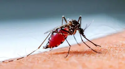 ডেঙ্গুতে মৃত্যুর সংখ্যা ২৫৩, আক্রান্ত ৬১ হাজার ছাড়িয়েছে