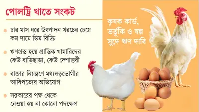 লোকসানে ডিম বিক্রি, বন্ধ হচ্ছে ছোট খামার