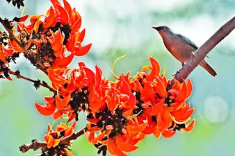 বসন্ত এসে গেছে